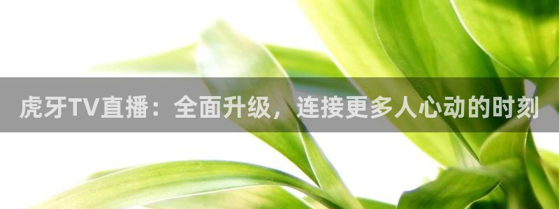 山猫免费直播